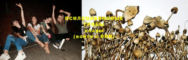 ГАЛЛЮЦИНОГЕННЫЕ ГРИБЫ Абинск