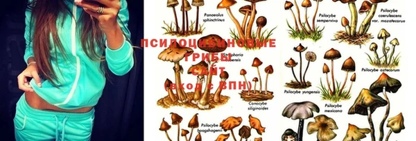 ГАЛЛЮЦИНОГЕННЫЕ ГРИБЫ Абинск